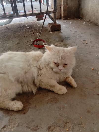 پرشین بلا برائے فروخت