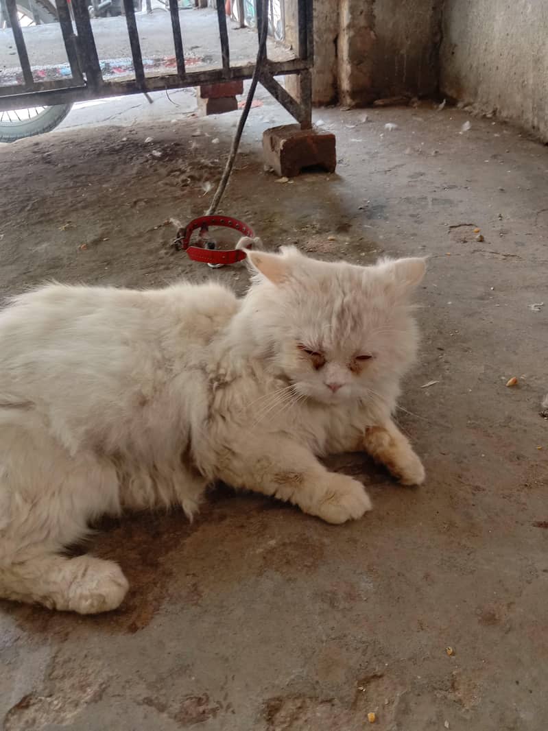 پرشین بلا برائے فروخت 0