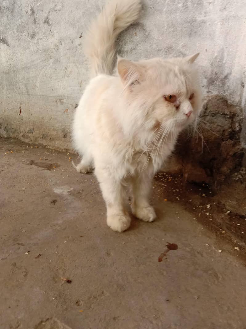 پرشین بلا برائے فروخت 2