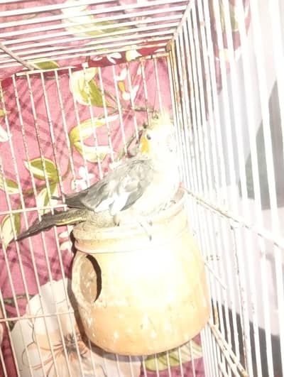 cocktail female for sale