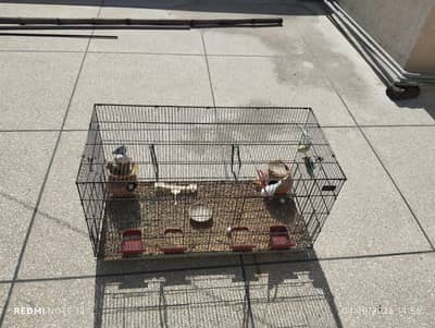 8 budgies + cage