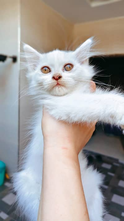 Persian Snow white Kittens for Sale