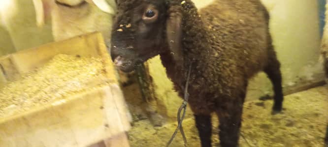 2 healthy bachy 1 Mundra Cross 1 Khara