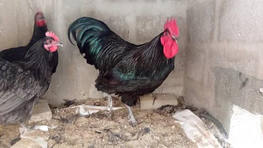 Australorp Heritage Trio