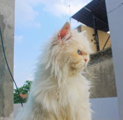 triple coat Persian cat