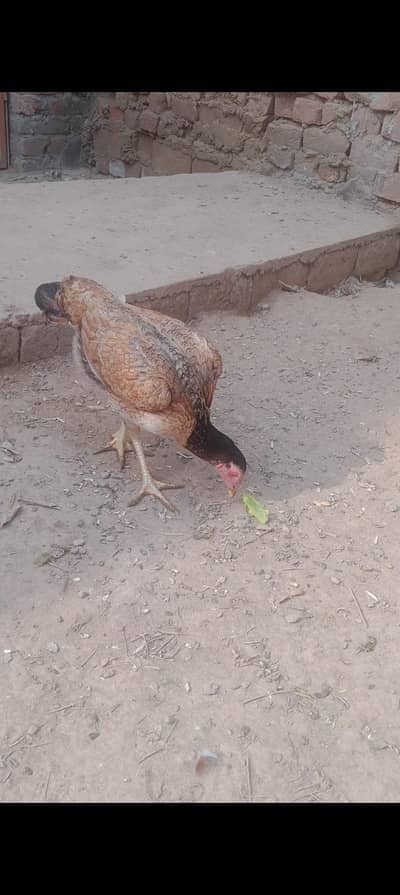 aseel ala quality murgyan for sale