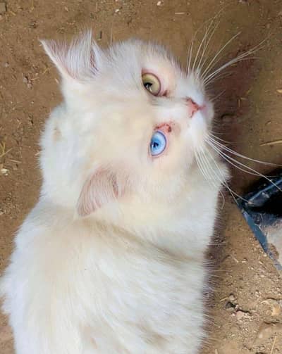 Persian Top Quality Odd Eyes