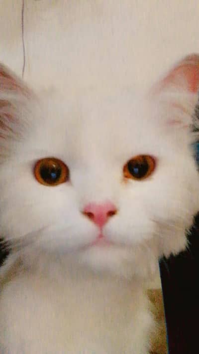 Persian cat for sale