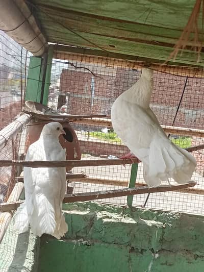 Beautiful Lucky pigeon pair
