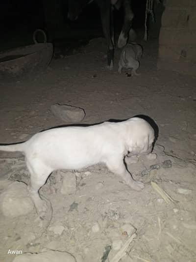 bully gultair babys. for sale