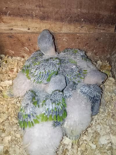 Raw Parrot Chick