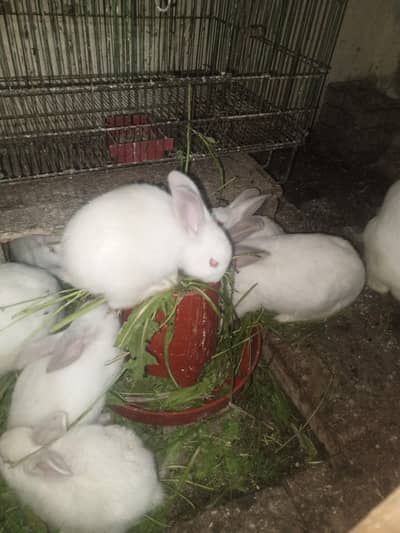rabbits for sale
