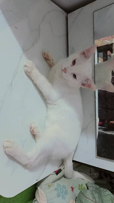 Lovely Cross Breed Cats - Urgent Sale