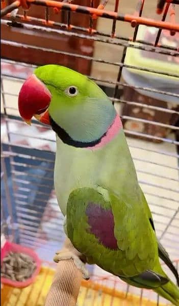 Kashmir Raw Parrot ful talking parrot face to face ful handtamed big
