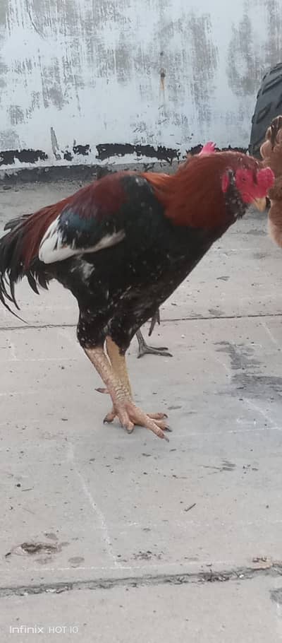 Golden misty or laraka murgga