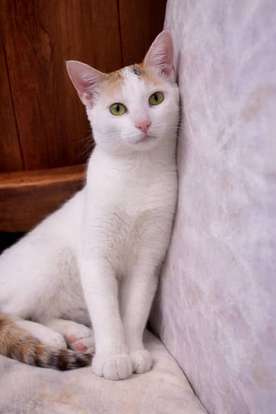 1 cat n 3 kittens free