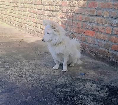 o size  russain male for sale