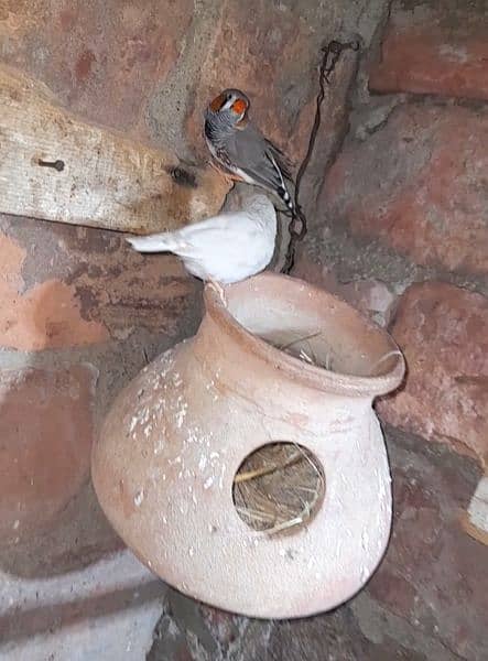 finch breader pair 1