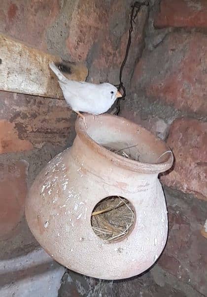 finch breader pair 2