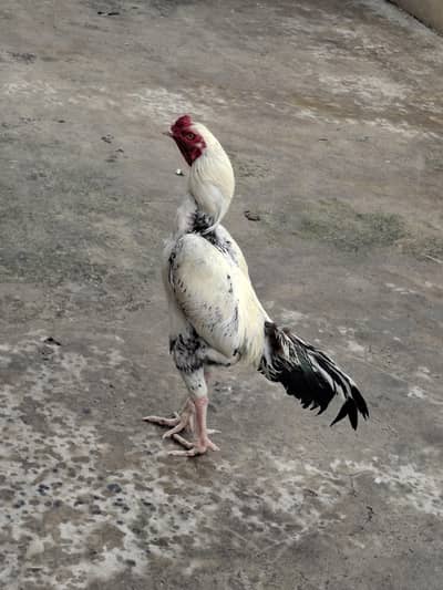 Highted Aseel Murgha