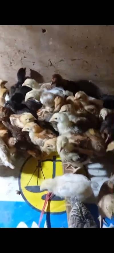 healthy vaccinated golden misri chicks available