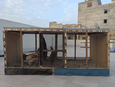 Desi Misri Murgha + 2 Anday Dene Wali Murgiyan with Strong Wooden Cage