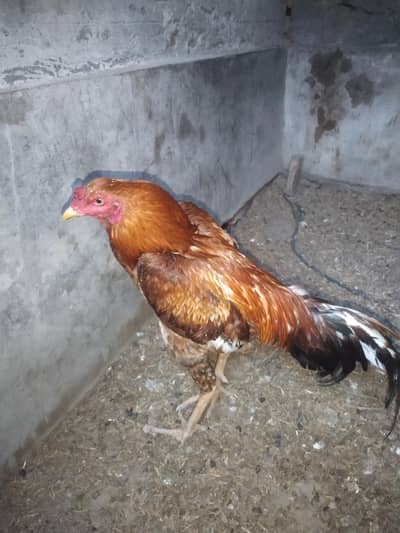 Mianwali aseel available for sale