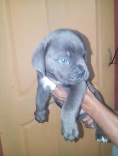 cane carso puppy for sale 03343570622