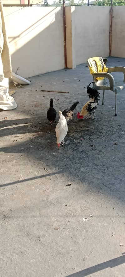 Golden hens for sale eggs laying   fresh pics attached