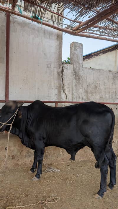 2 Dantt Black Qurbani Bull – Strong & Active – Best Price