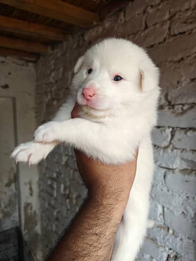 Russian Male Puppy for Sale