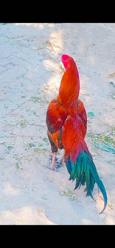 Pure breed Aseel Cock For Sale Majestic and Healthy