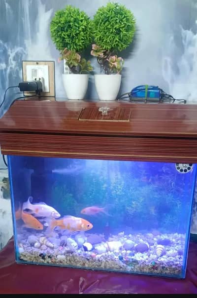 fish aquarim