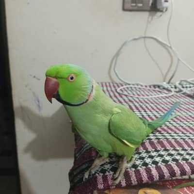 Indian Pure Neat and Clean  Ringneck in Town