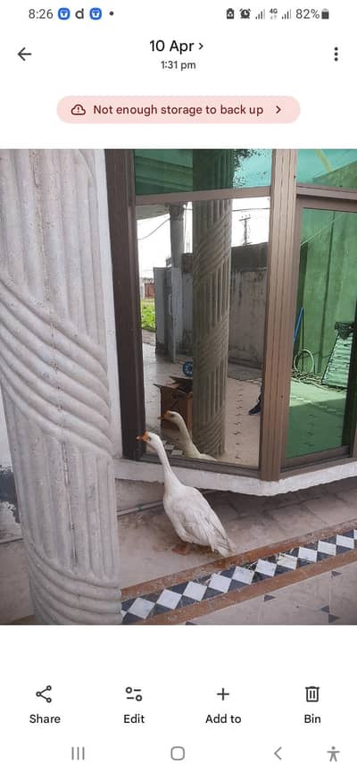 duck (exchange with Hen)