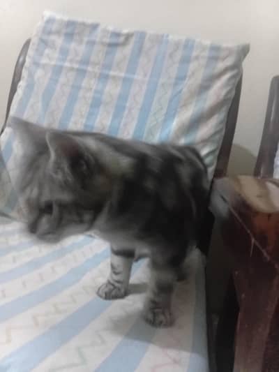 litter trained beautiful american short hair male.