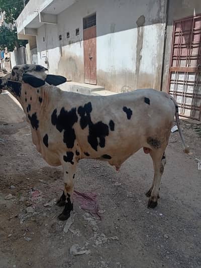 cholistani bachra 03333005421