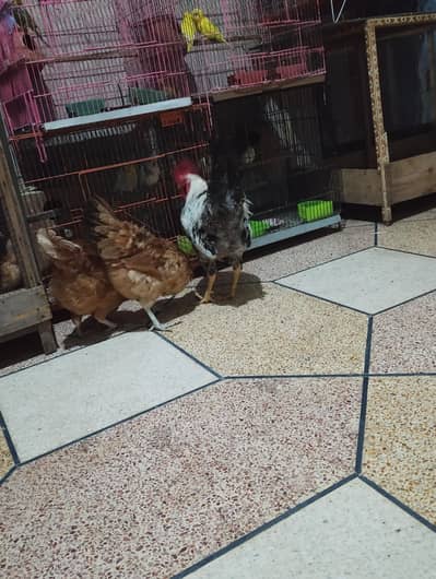 Desi murga murgi for sale