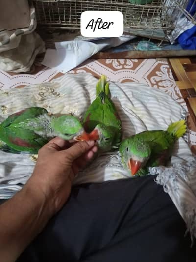 Raw Parrot chicks |  Pahari bachy | Kashmeeri Pahari bachy