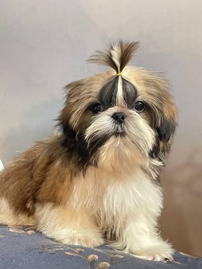 Pedigree Shihtzu pups