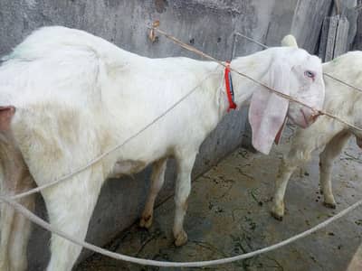 pure Gulabi ha  Demand wali chez ha