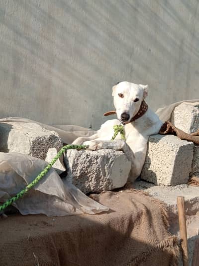 greyhound dog for sale