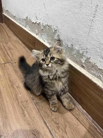Siberian long hair cat