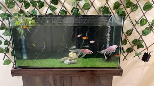 Brand New Aquarium With Full Package Available