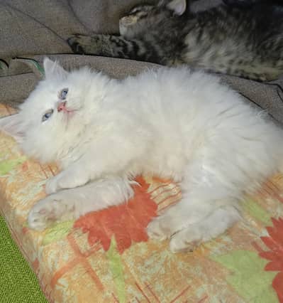 WHITE PERSIAN KITTENS