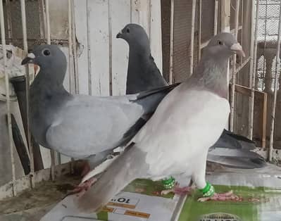 barless homer pigeon for sale