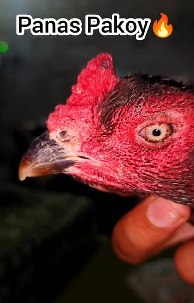 panas pakoy panus pakoy madi high quality aseel