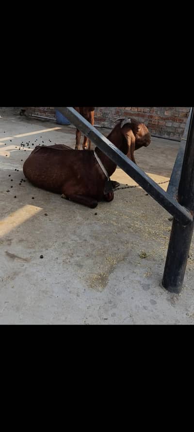 naagri desi  bakri 2 month ki pregnant