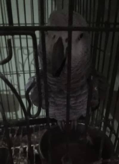 African Grey captive NON DNA male