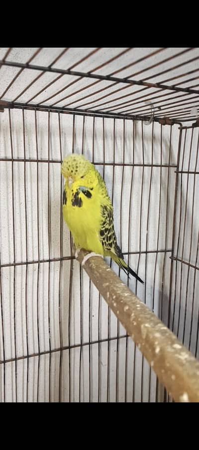 exibatin breedr pair top quality janbo size. . and hogo lutino red ii